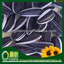 Nova safra China (24/68 280pcs-320pcs) Sementes de girassol pretas de alta qualidade, preço